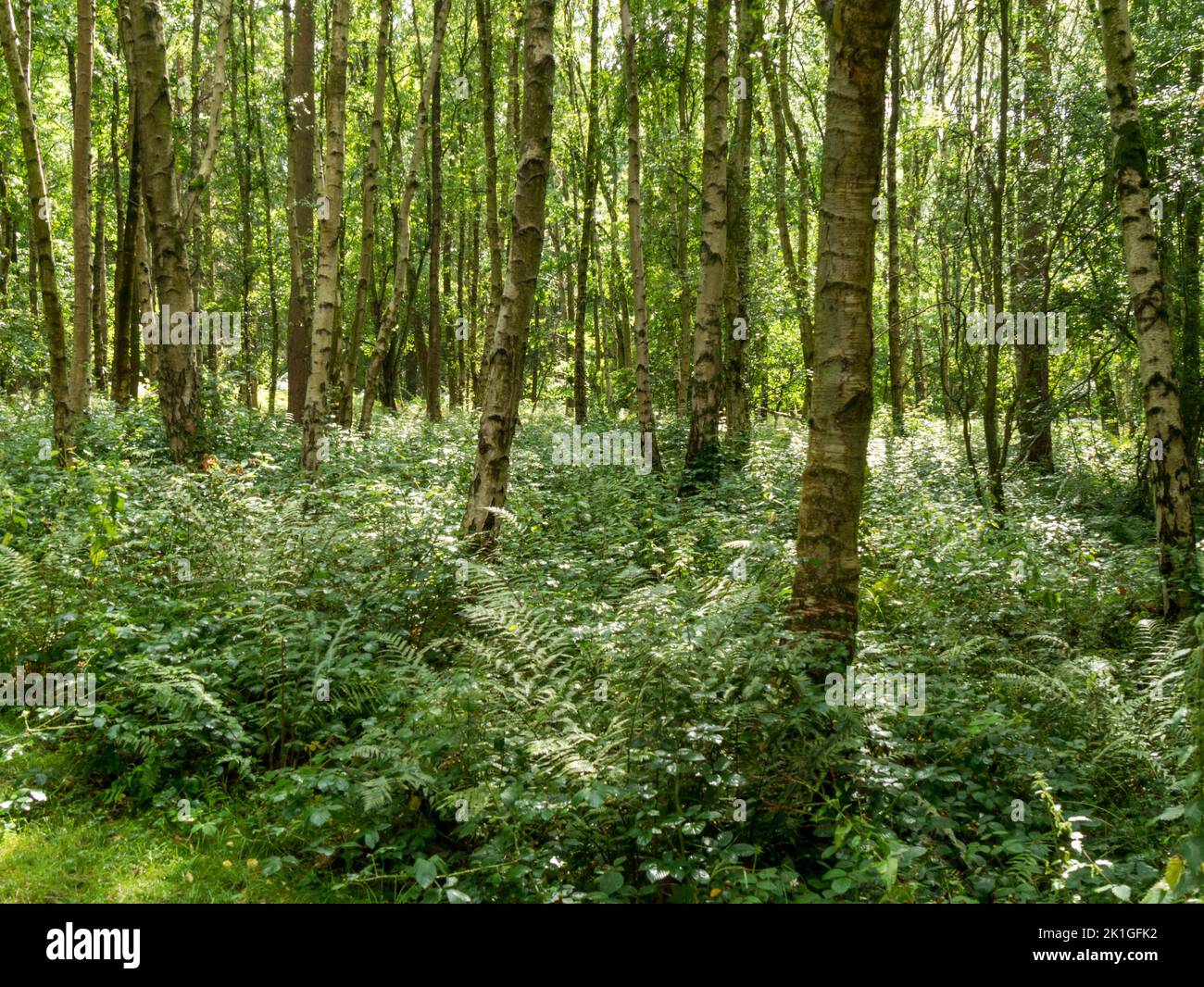 Bosque de abedul plateado (Betula pendula) en el National Forest, Calke, Derbyshire, Inglaterra, Reino Unido Foto de stock