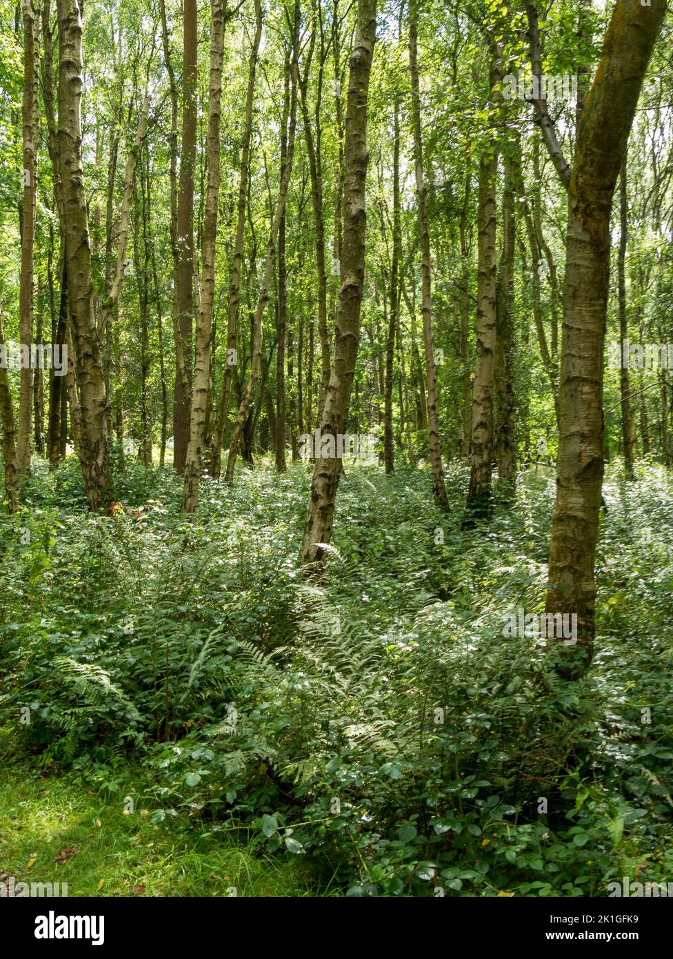 Bosque de abedul plateado (Betula pendula) en el National Forest, Calke, Derbyshire, Inglaterra, Reino Unido Foto de stock