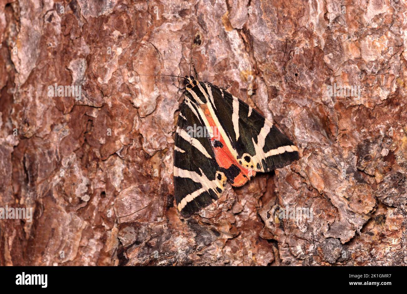 Mariposa nocturna Tigre (Euplagia quadripunctaria), Valais, Suiza Foto de stock