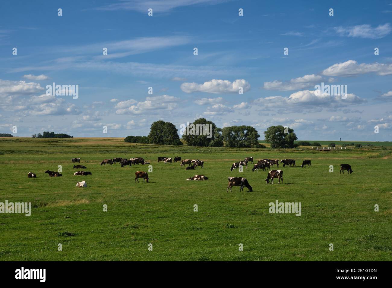 Una manada de vacas pastando en un prado en verano. Foto de stock