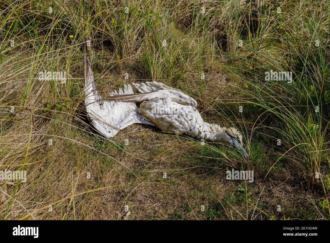 El cuerpo de una ave marina muerta, un granate del norte (Morus bassanus), en una playa de Cornwall, Inglaterra occidental, probablemente víctima de la gripe aviar (gripe aviar) Foto de stock