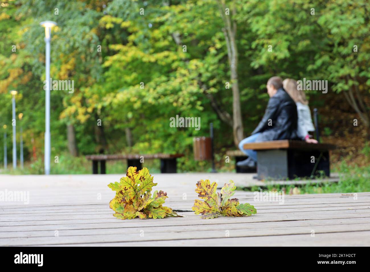 Temporada de otoño, hojas de roble caído en camino de madera, vista desenfocada a la pareja sentado en un banco en el parque de la ciudad Foto de stock