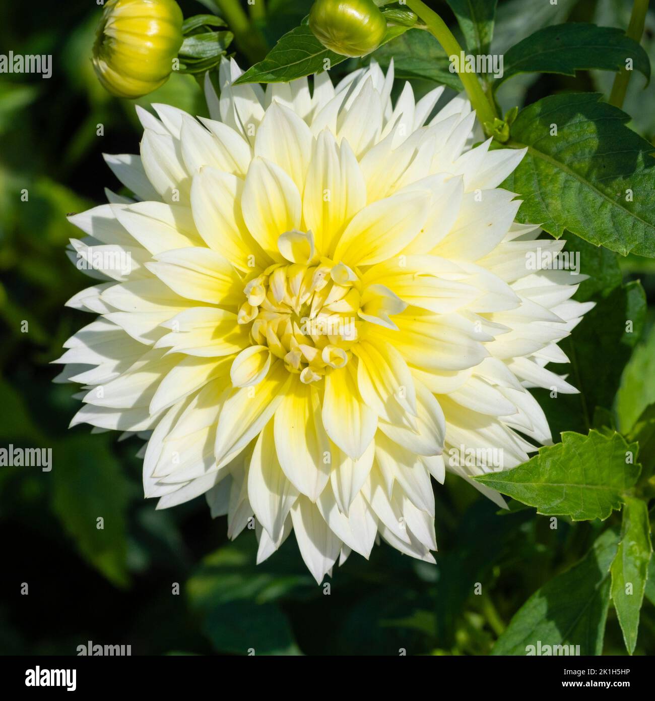 Flores de color amarillo suave completamente doble del borde de verano medio resistente perenne, Dahlia 'Canary Fubuki' Foto de stock