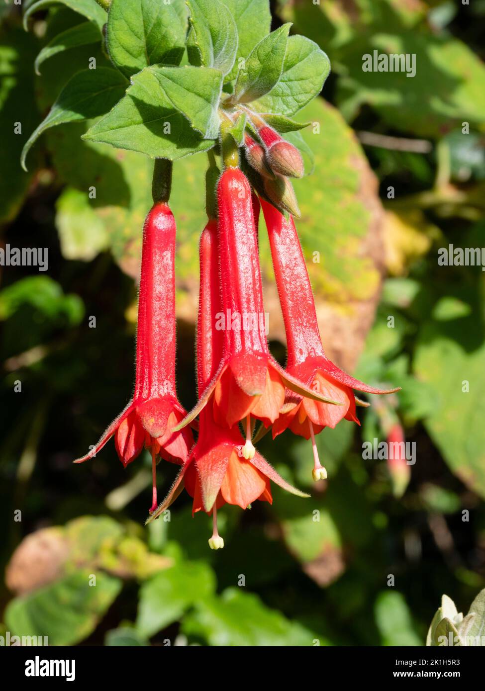 Flores tubulares rojas de punta verde de la especie fucsia arbusto, fucsia fulgens Foto de stock