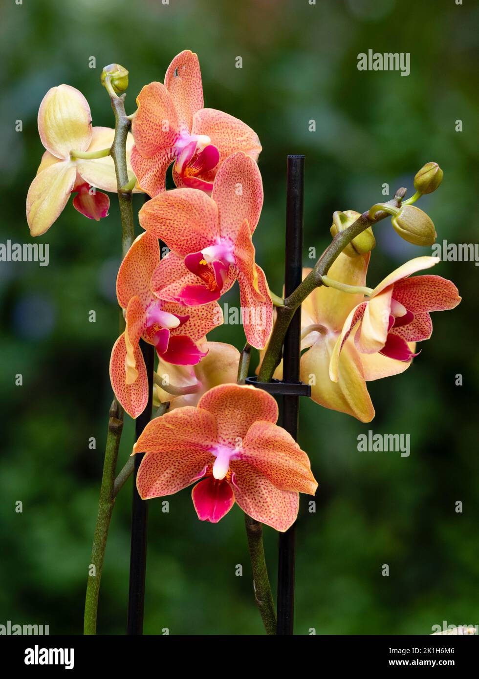 Flores manchadas rojas de una tierna planta del hogar híbrido Phalaenopsis, orquídea de polilla Foto de stock