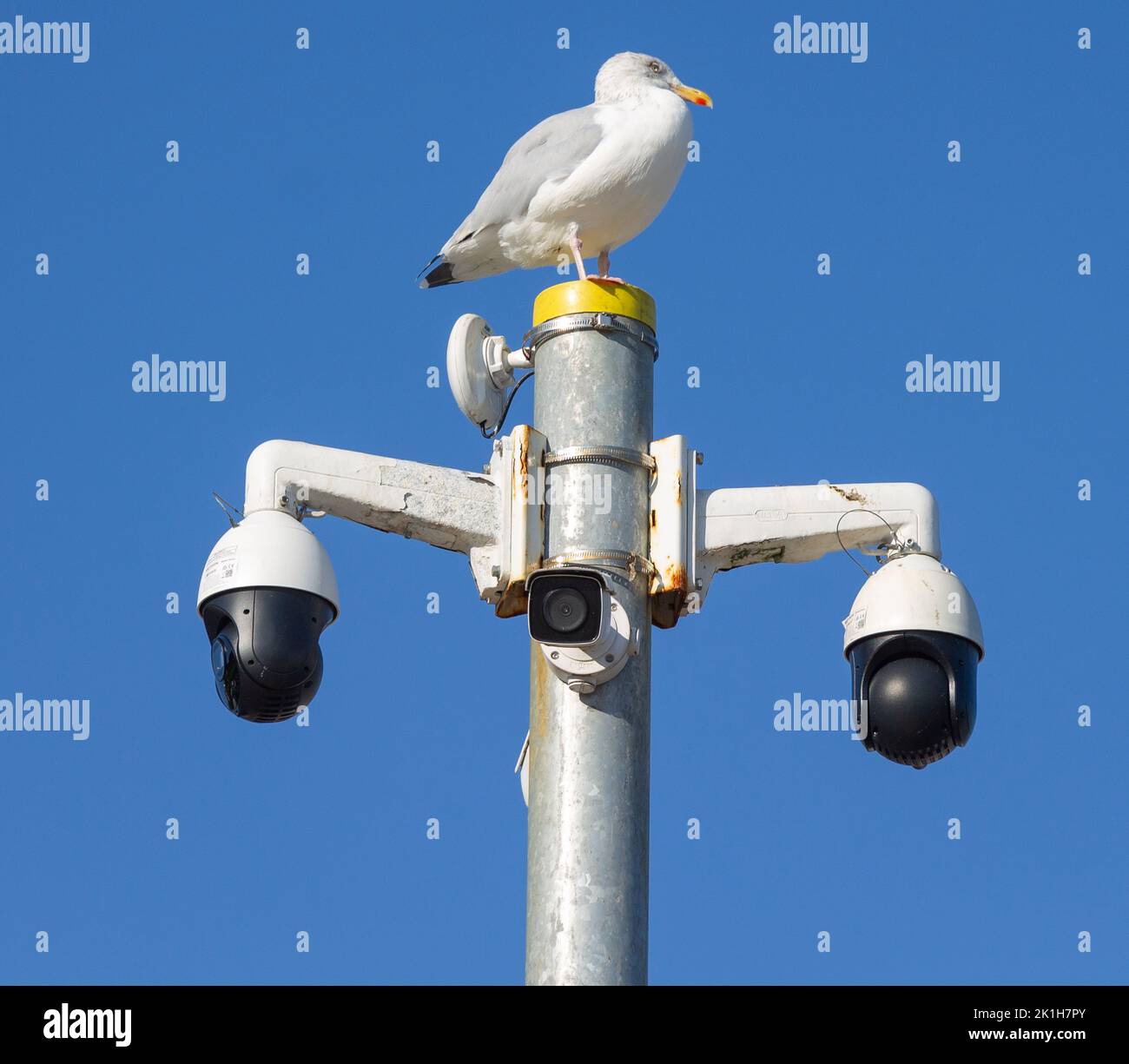 Gaviota encaramada en la torre de la cámara de seguridad contra el cielo azul Foto de stock