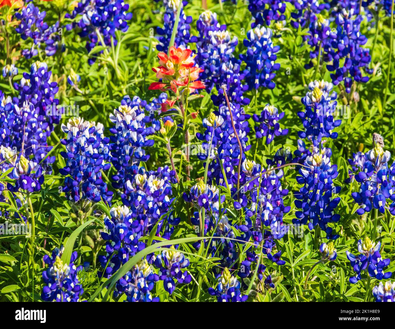 Campos de flores silvestres de Texas en abril cerca de Whitehall, Texas. Foto de stock