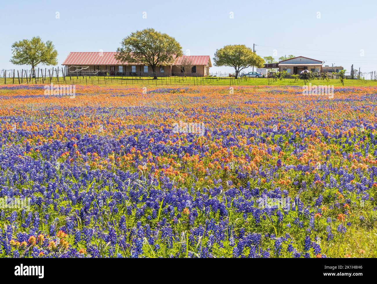 Campos de flores silvestres de Texas en abril cerca de Whitehall, Texas. Foto de stock