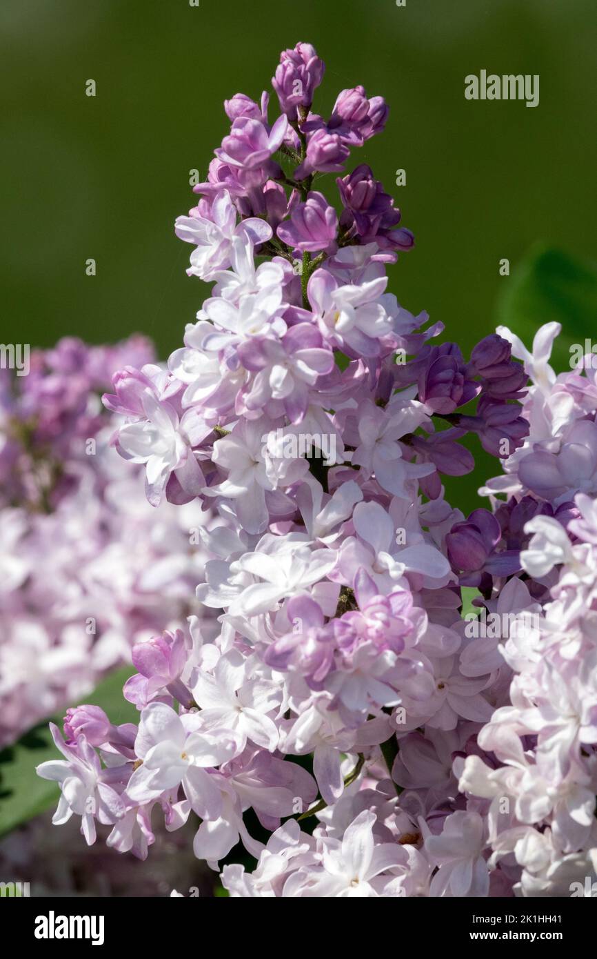 Syringa 'Belleza de Moscú' lila Syringa vulgaris hermosa flor lila color blanco lavanda Foto de stock
