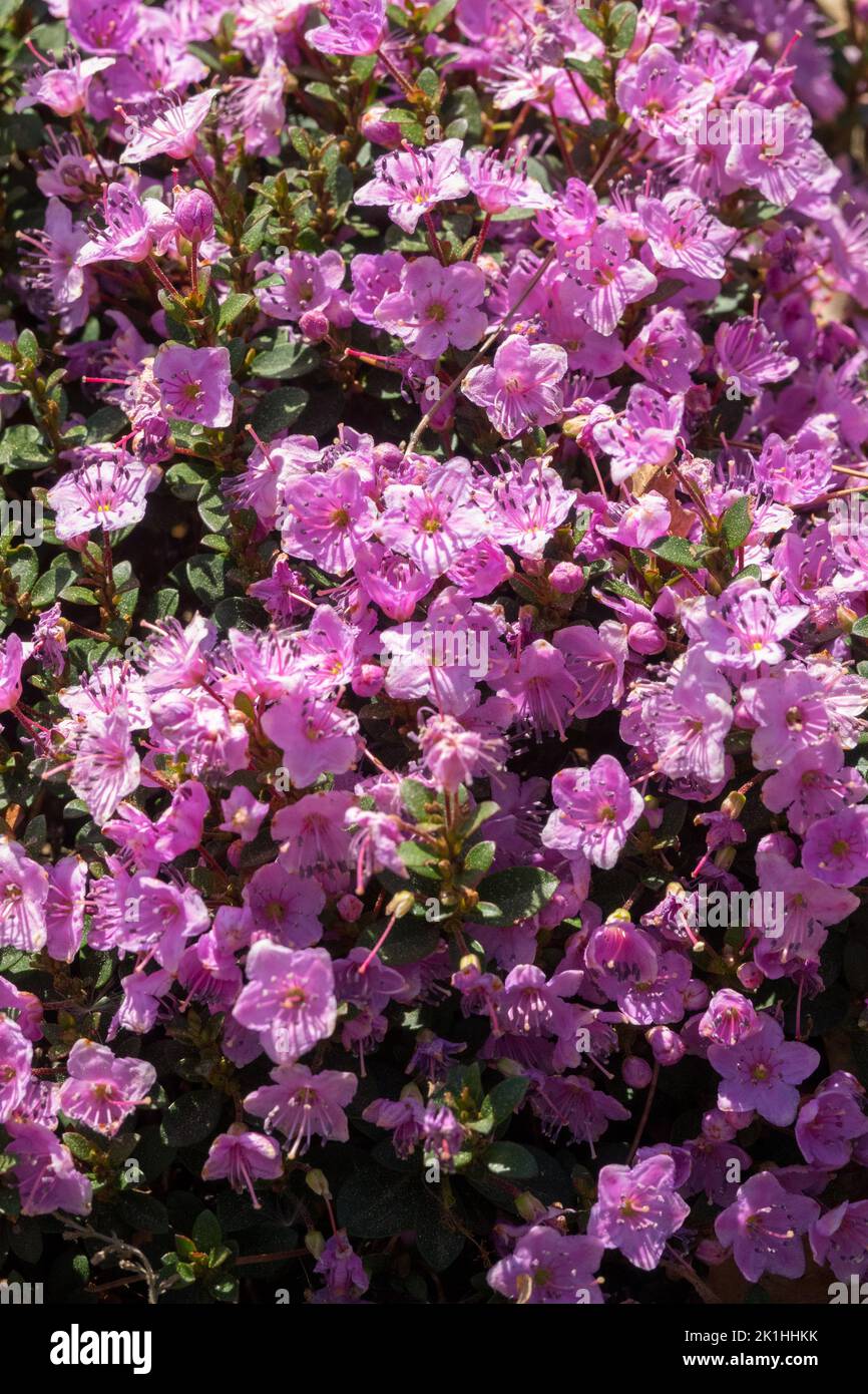 Planta de la cubierta de tierra, flores rosadas, Kalmiopsis leachiana, flor de Oregon Kalmiopsis, perenne Foto de stock