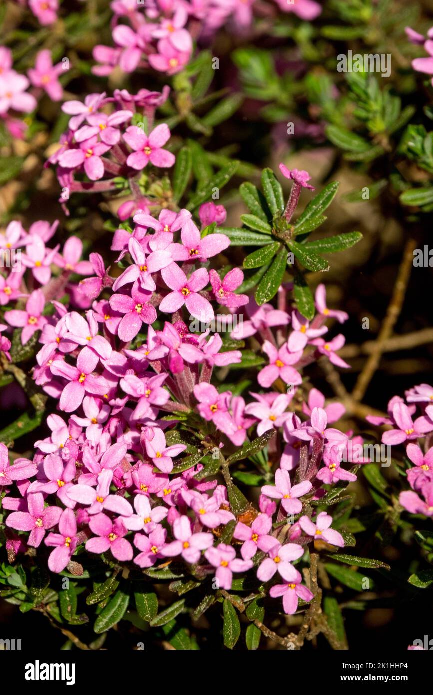 Rose Daphne cneorum, Flores, Flor de guirnalda, Daphne, Ground Tapa, Planta Foto de stock