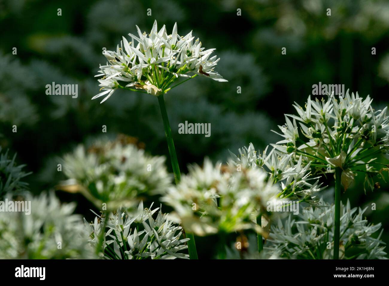 Flores de ajo de madera silvestre Allium ursinum Ramsons Ajo blanco Alliums Foto de stock