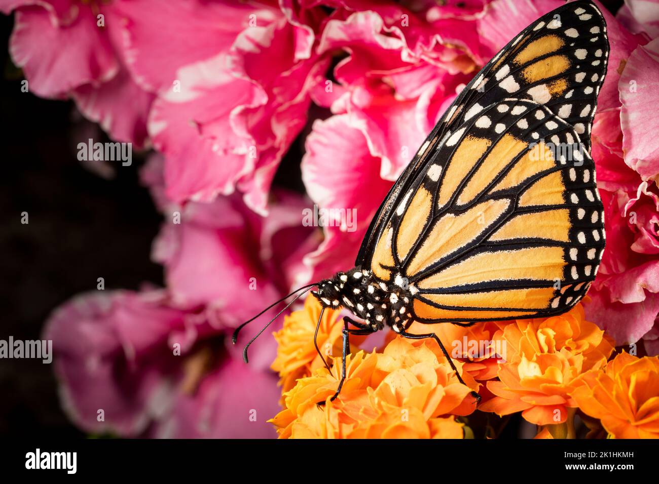 Mariposa monarca volando libremente en un vivarium Foto de stock