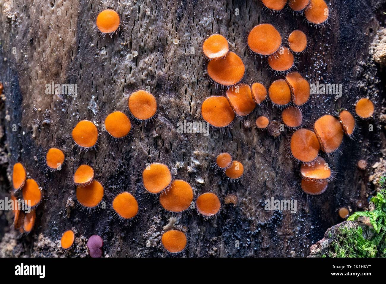 Hongo común Eyelash (Scutellinia scutellata) - Jardines escarpados - Blue Ridge Parkway, cerca de Asheville, Carolina del Norte, Estados Unidos Foto de stock