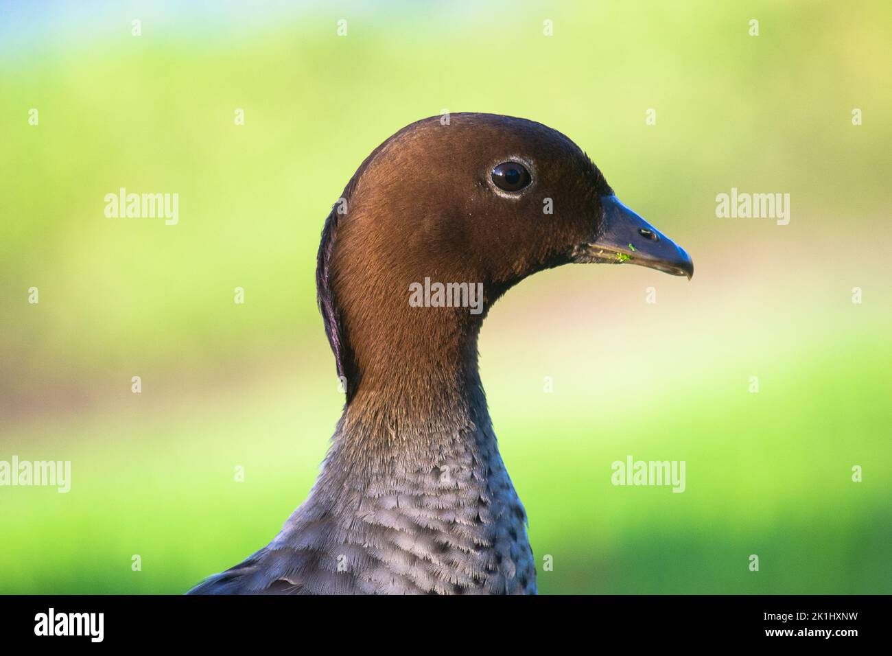 Un pato en el sur de Yarra, Melbourne Foto de stock