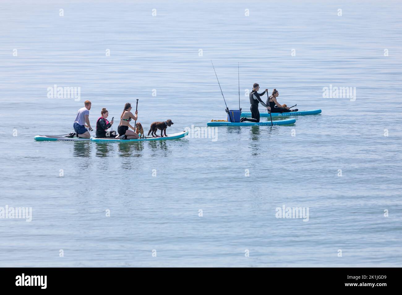 Un grupo de personas con perros de mascotas remar en un mar azul y tranquilo. Foto de stock