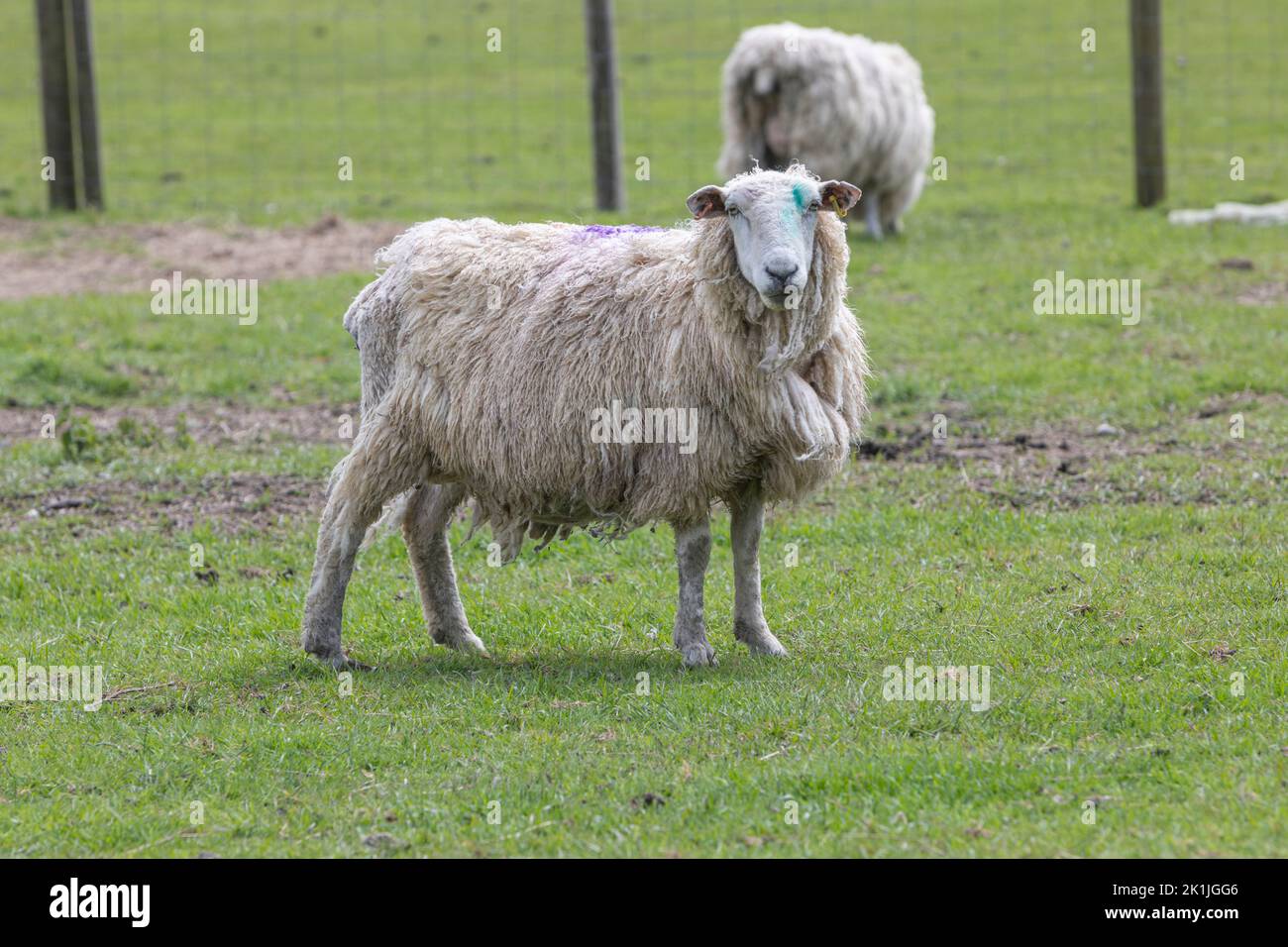 Dos ovejas pastando en un campo de hierba Foto de stock