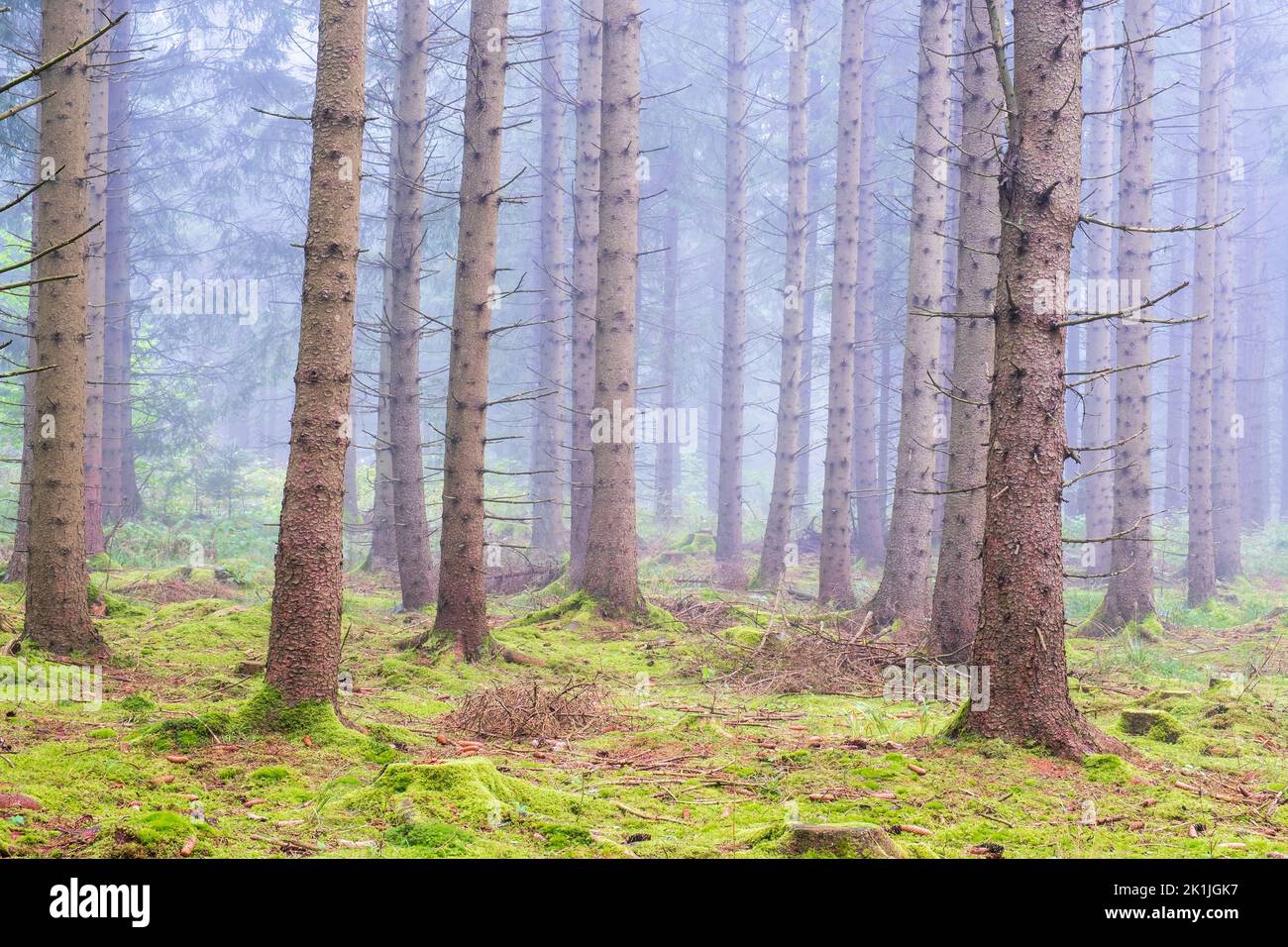 Bosque de coníferas Misty con musgo verde en el suelo del bosque Foto de stock