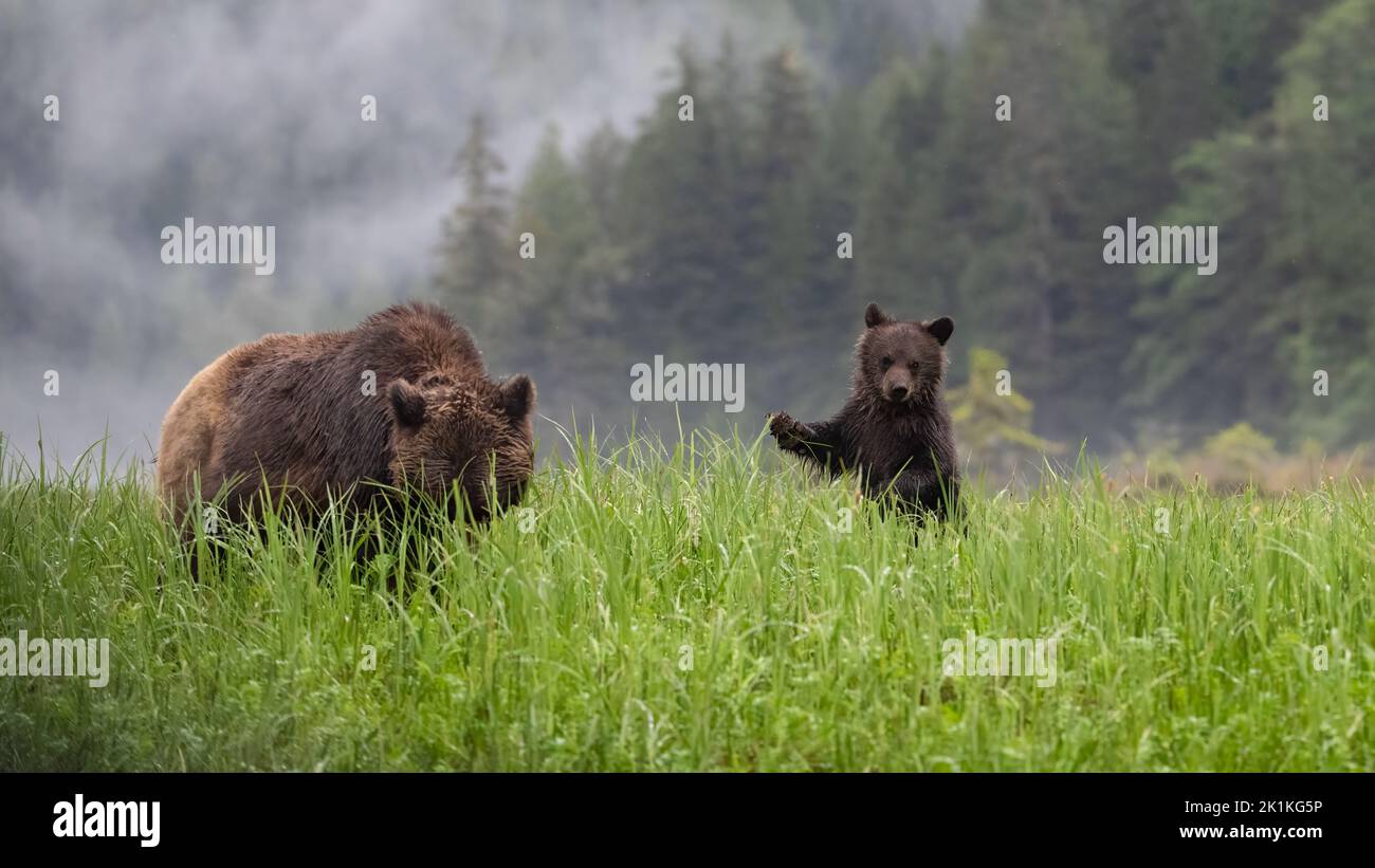Un cachorro de oso joven, negro y grizzly está parado para ver sobre las hierbas altas de la sedge de una ensenada brumosa de Smith, Colombia Británica, mientras su madre roza cerca Foto de stock