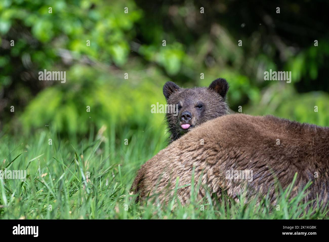 Un cachorro de oso grizzly descarrila su lengua mientras se esconde detrás de su madre pastando en los altos pastos de sedán en la selva tropical de los Grandes Osos de Canadá Foto de stock