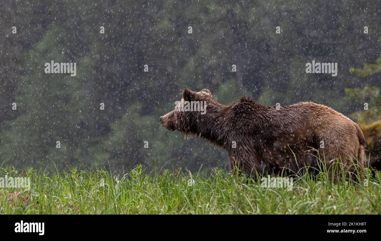 Un oso pardo hembra se mantiene estoicamente en un fuerte aguacero primaveral en la selva tropical del Gran Oso de Colombia Británica Foto de stock