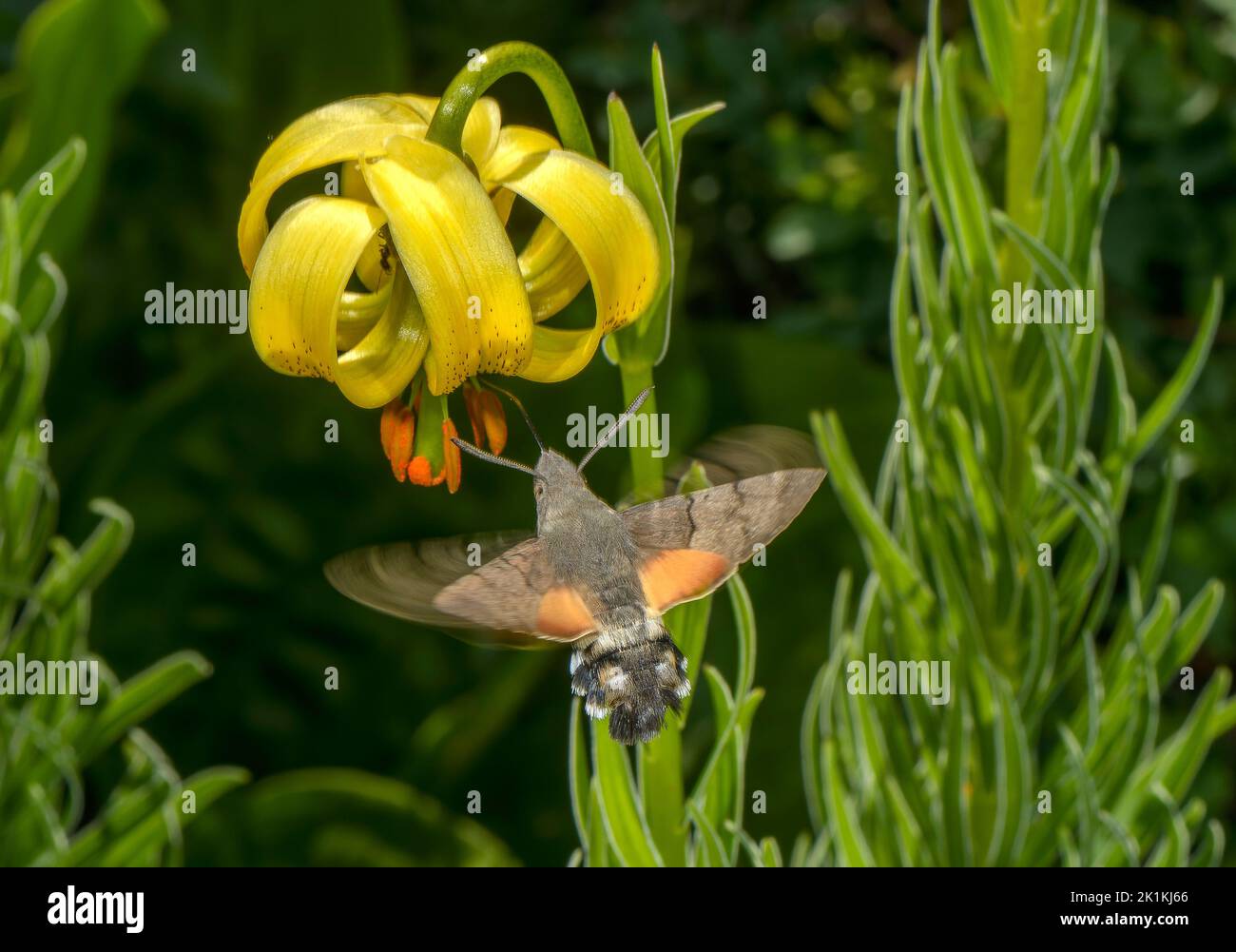 La polilla del halcón de las aves humming, Macroglossum stellatarum visitando las flores del lirio pirenaico, Pirineos. Foto de stock