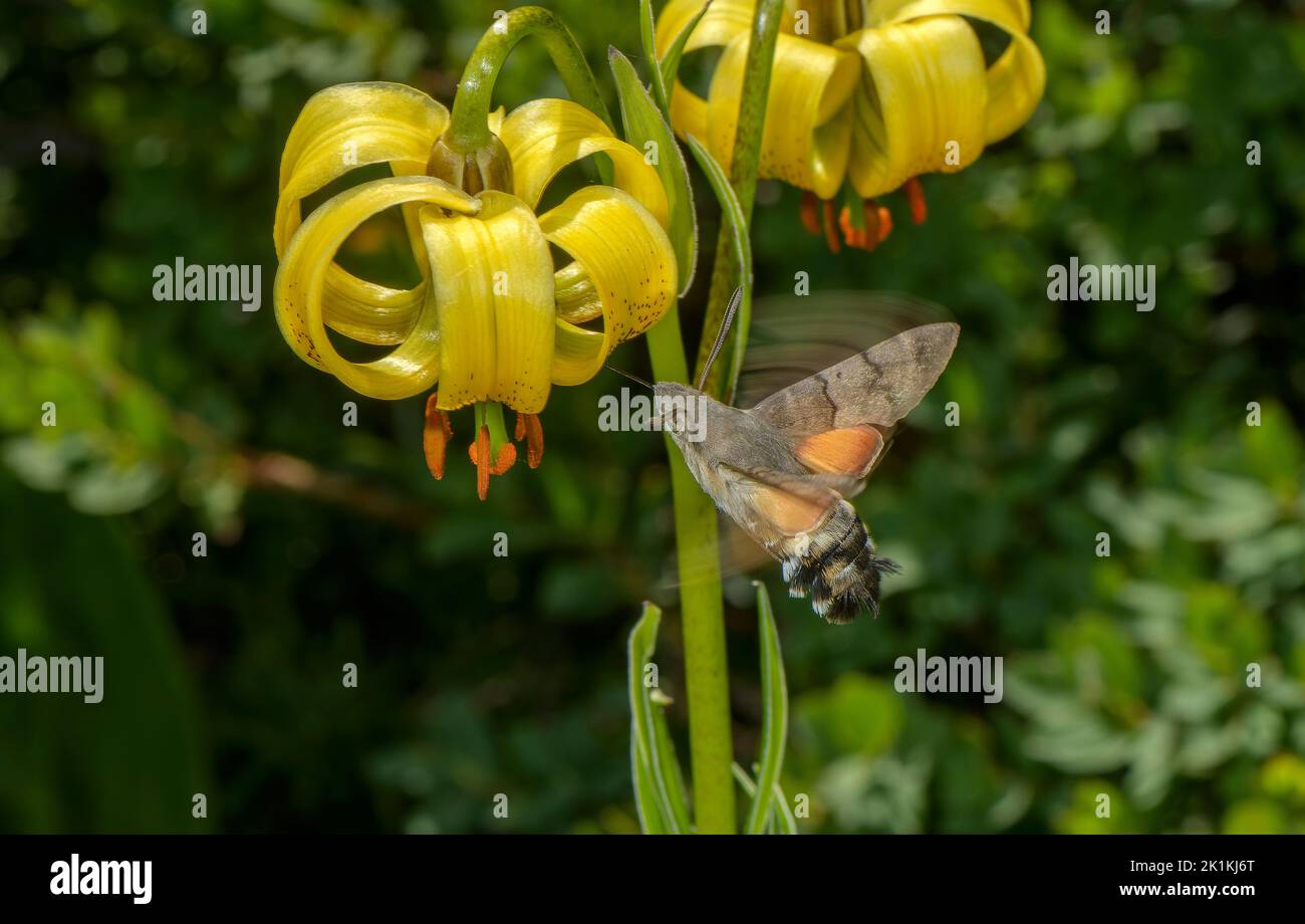 La polilla del halcón de las aves humming, Macroglossum stellatarum visitando las flores del lirio pirenaico, Lilium pyrenaicum; Pirineos. Foto de stock