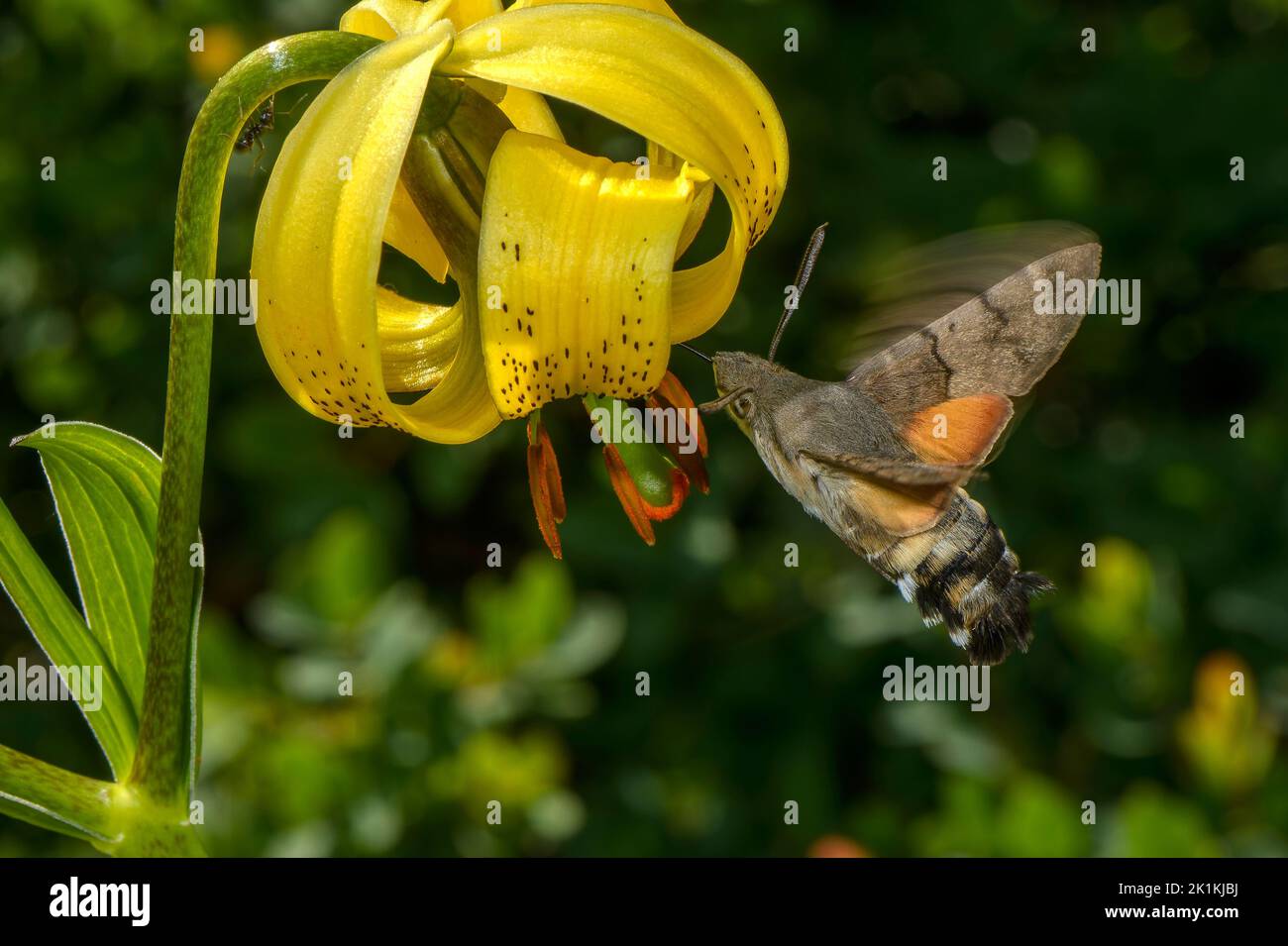 La polilla del halcón de las aves humming, Macroglossum stellatarum visitando las flores del lirio pirenaico, Lilium pyrenaicum; Pirineos. Foto de stock