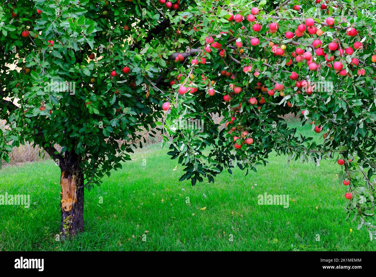 Manzano en hierba verde en otoño con muchas manzanas rojas maduras listas para cosechar Foto de stock