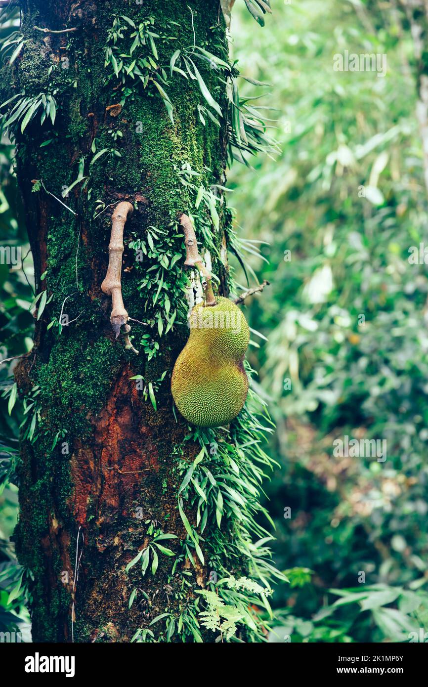 Jackfruit en el árbol en la isla de Bali, Indonesia Foto de stock