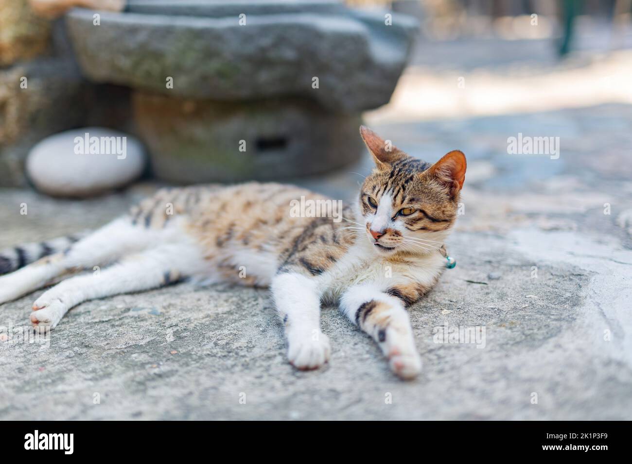 Primer plano de un lindo gato mascota en Matsu, Taiwán Foto de stock