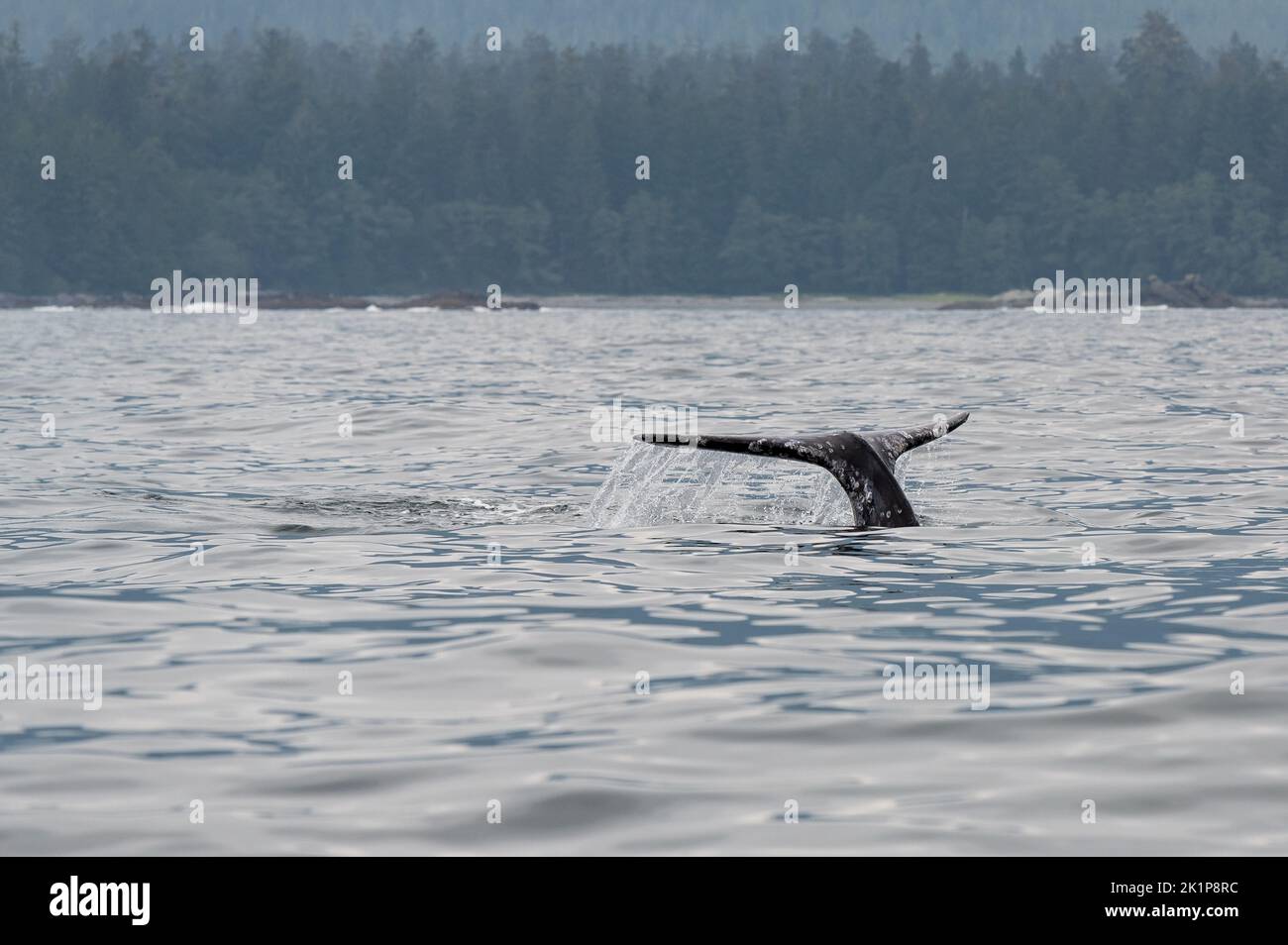 Cola de ballena gris (Eschrichtius robustus) en el tour de avistamiento de ballenas, Tofino, Isla de Vancouver, Columbia Británica, Canadá. Foto de stock