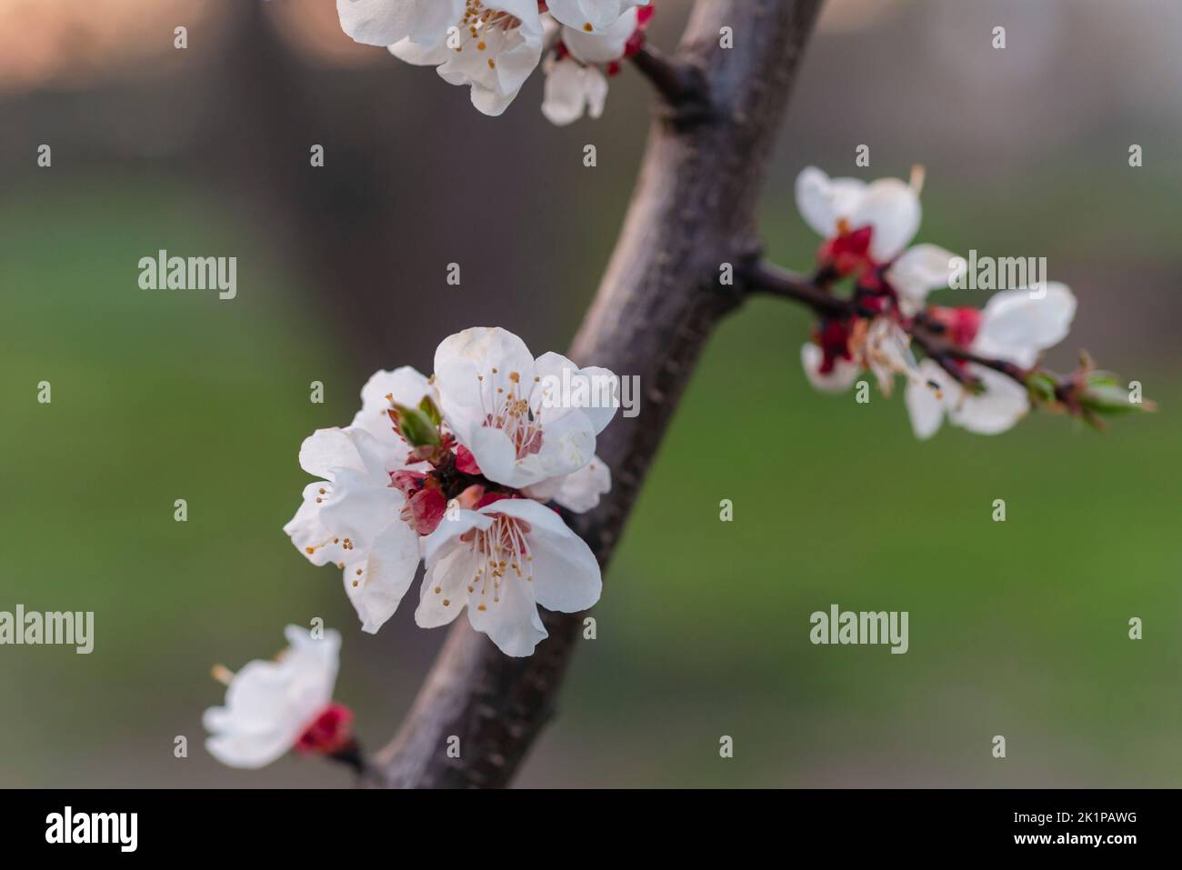 primer plano del árbol de albaricoque florecido por la tarde primaveral Foto de stock
