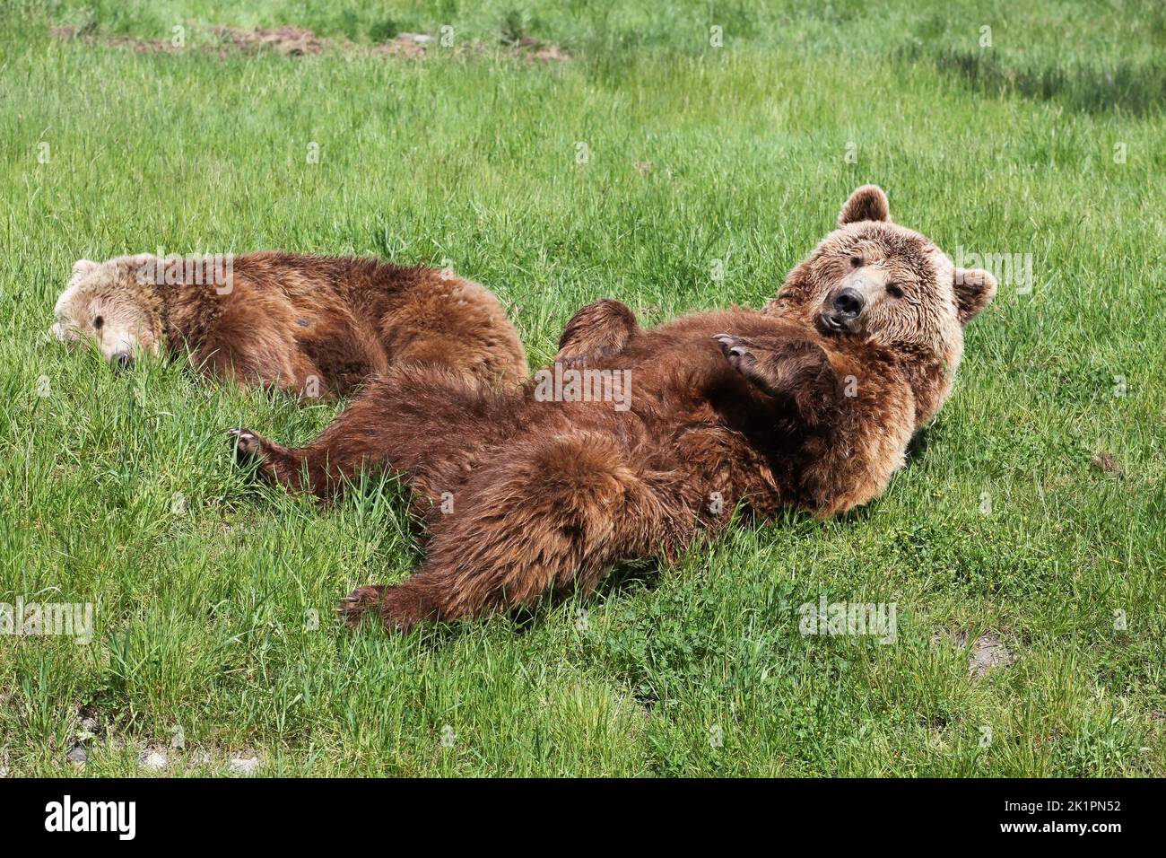 Joven oso marrón con su madre Foto de stock