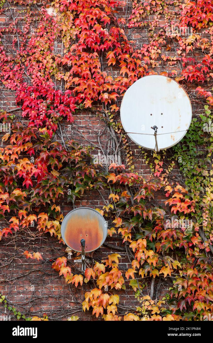 Antenas parabólicas en una pared con colores otoñales Foto de stock