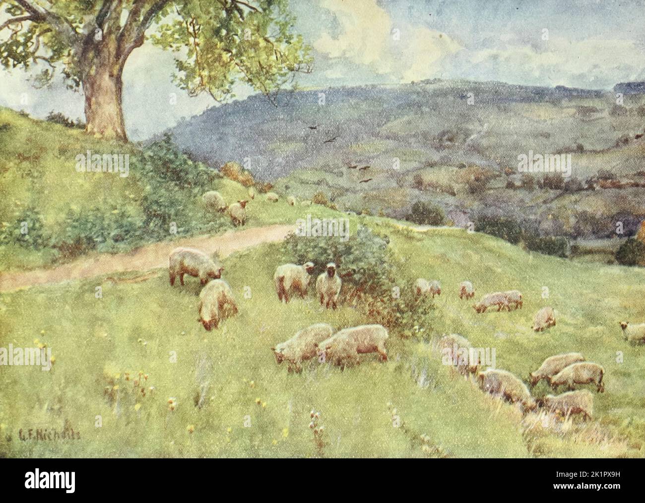 Un pasto de ovejas Cotswold. Cotswolds water-colors por Nicholls, G. F (George Frederick NICHOLLS) Fecha de publicación 1920 Editorial London : A. & C. Black Foto de stock