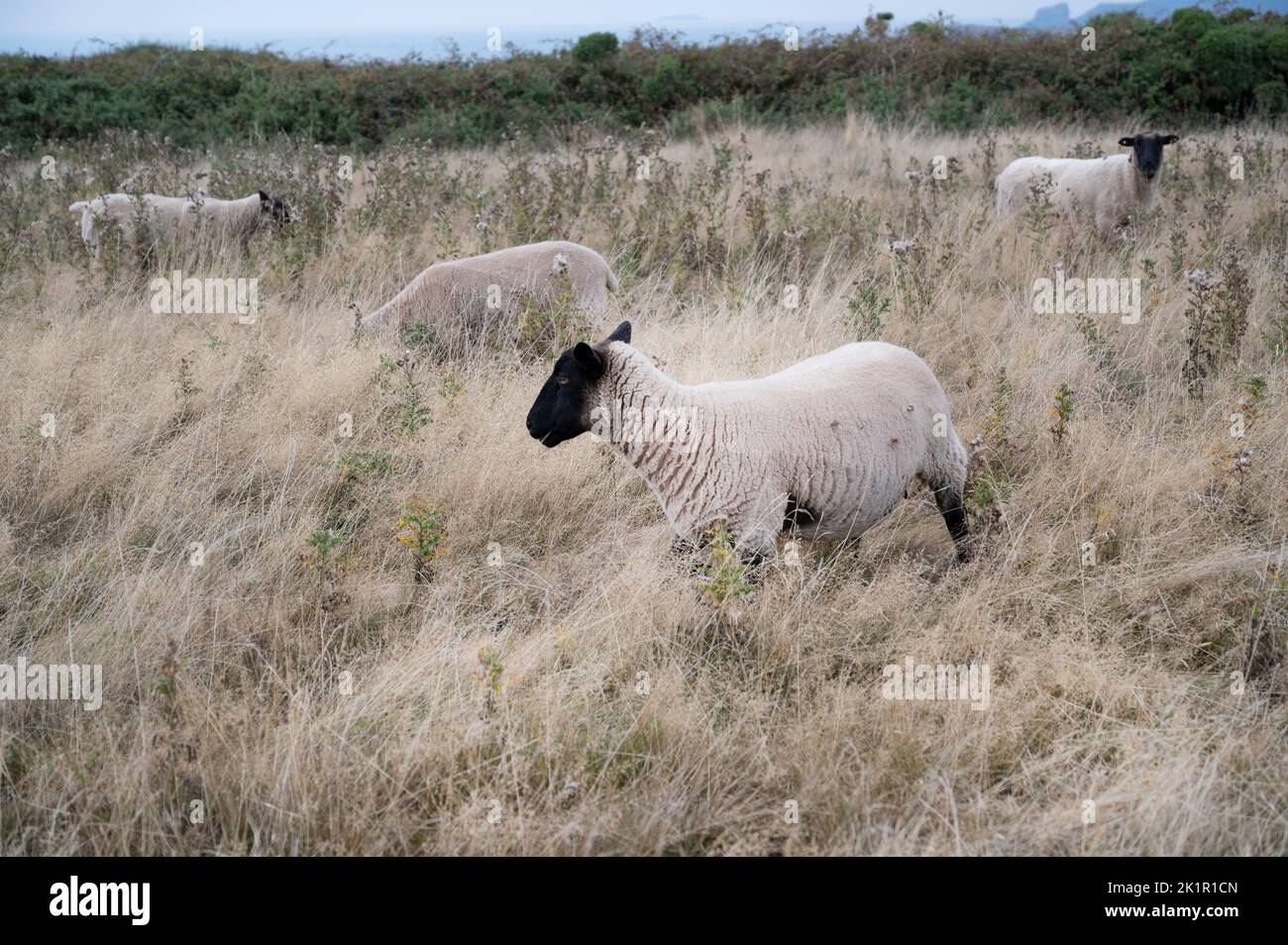 Gales, Pembrokeshire. Cerca de Dale. Plantas secas después de la ola de calor y la falta de lluvia en julio de 2022 y ovejas. Foto de stock