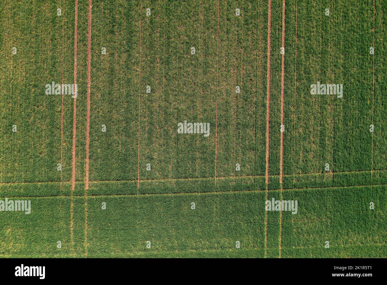 Vista aérea del campo de plántulas de cultivos de trigo verde, vista superior de drone pov Foto de stock