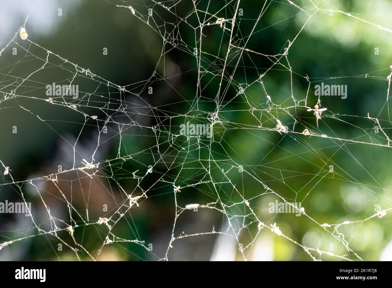 Una tela de araña sedosa frente a una vista borrosa del bosque lluvioso. Concepto de naturaleza hermosa. Foto de alta calidad Foto de stock