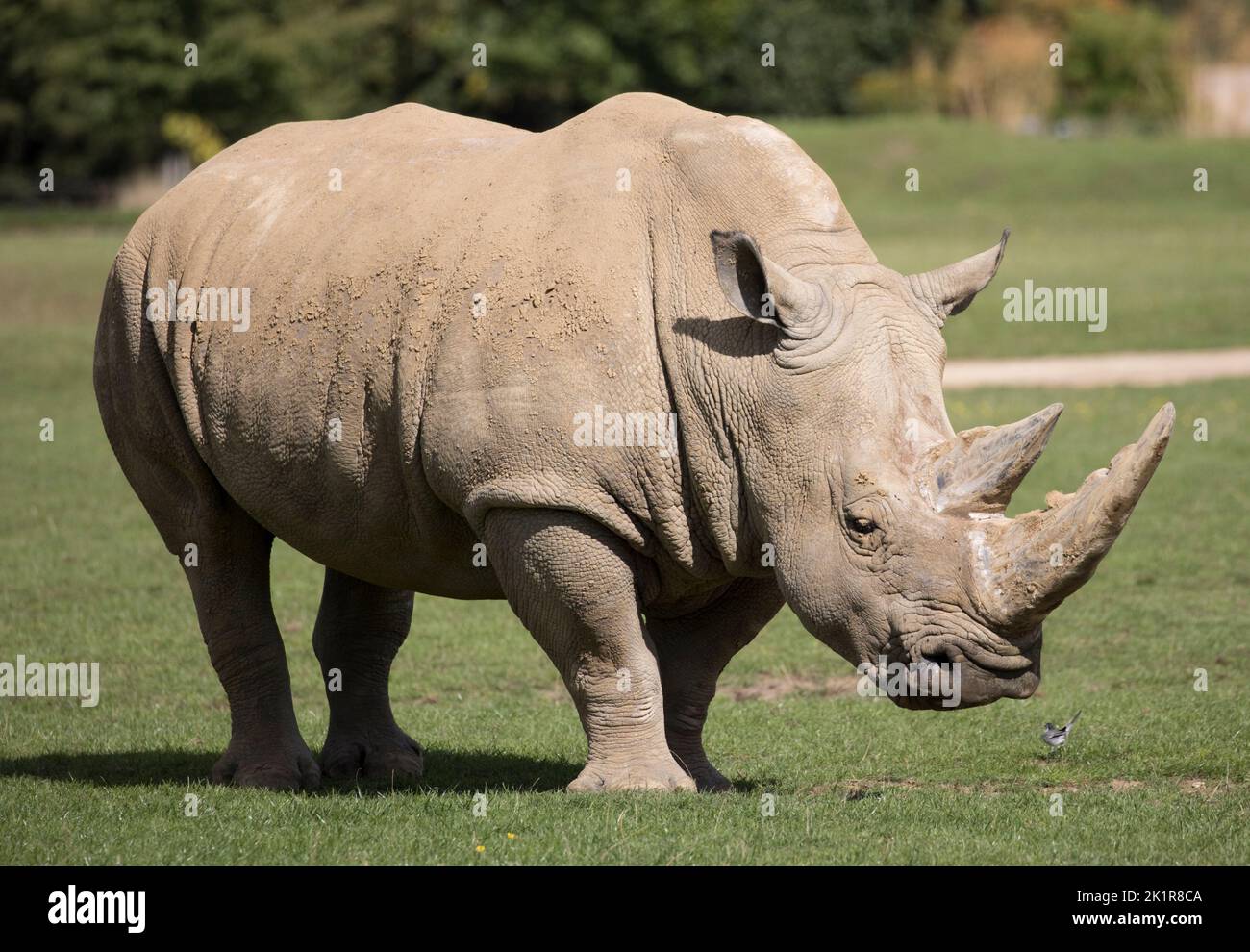 Rinoceronte blanco del sur Ceratotherium simum Cotswold Wildflie Park, Burford, Reino Unido Foto de stock