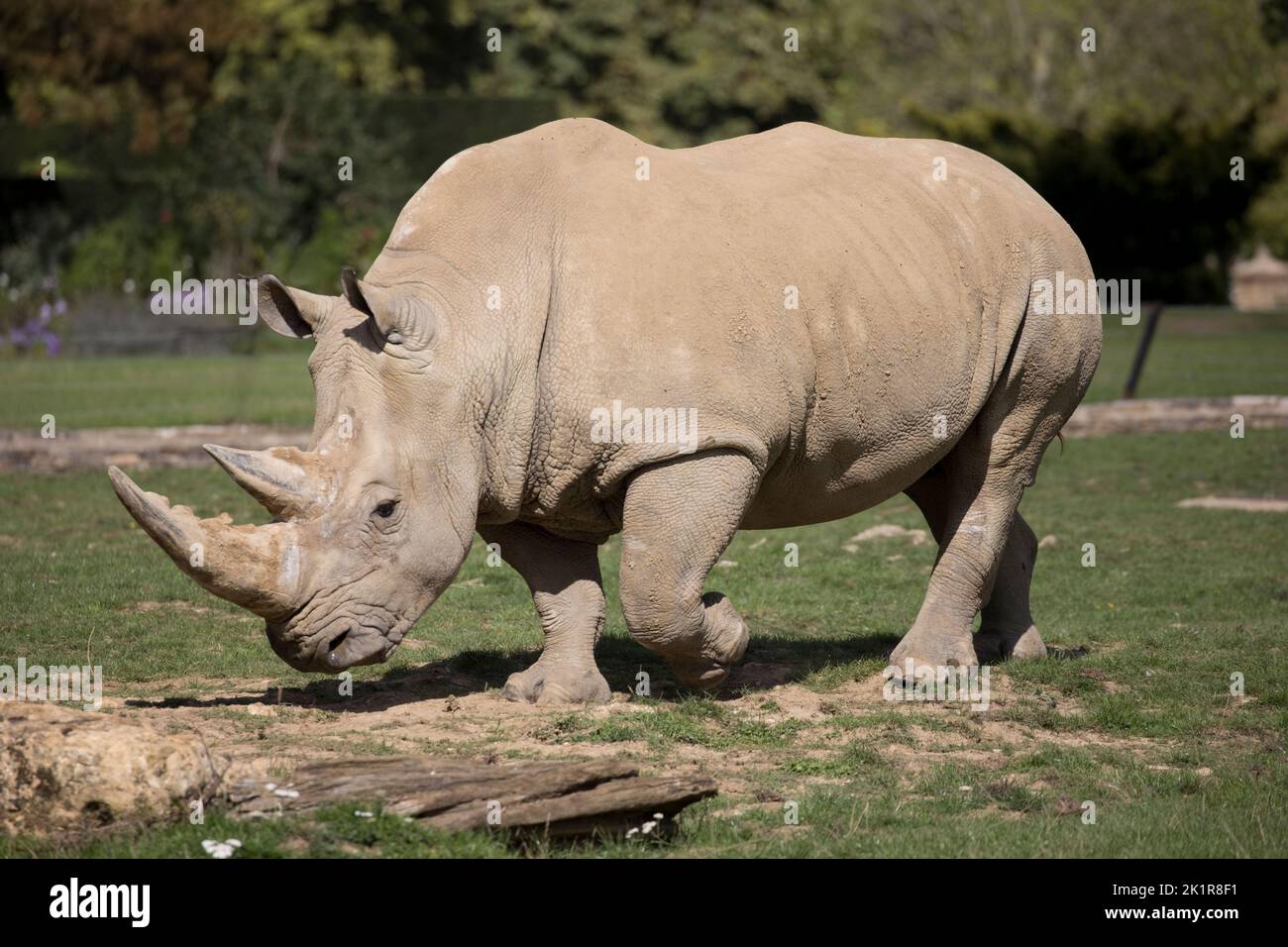 Rinoceronte blanco del sur Ceratotherium simum Cotswold Wildflie Park, Burford, Reino Unido Foto de stock