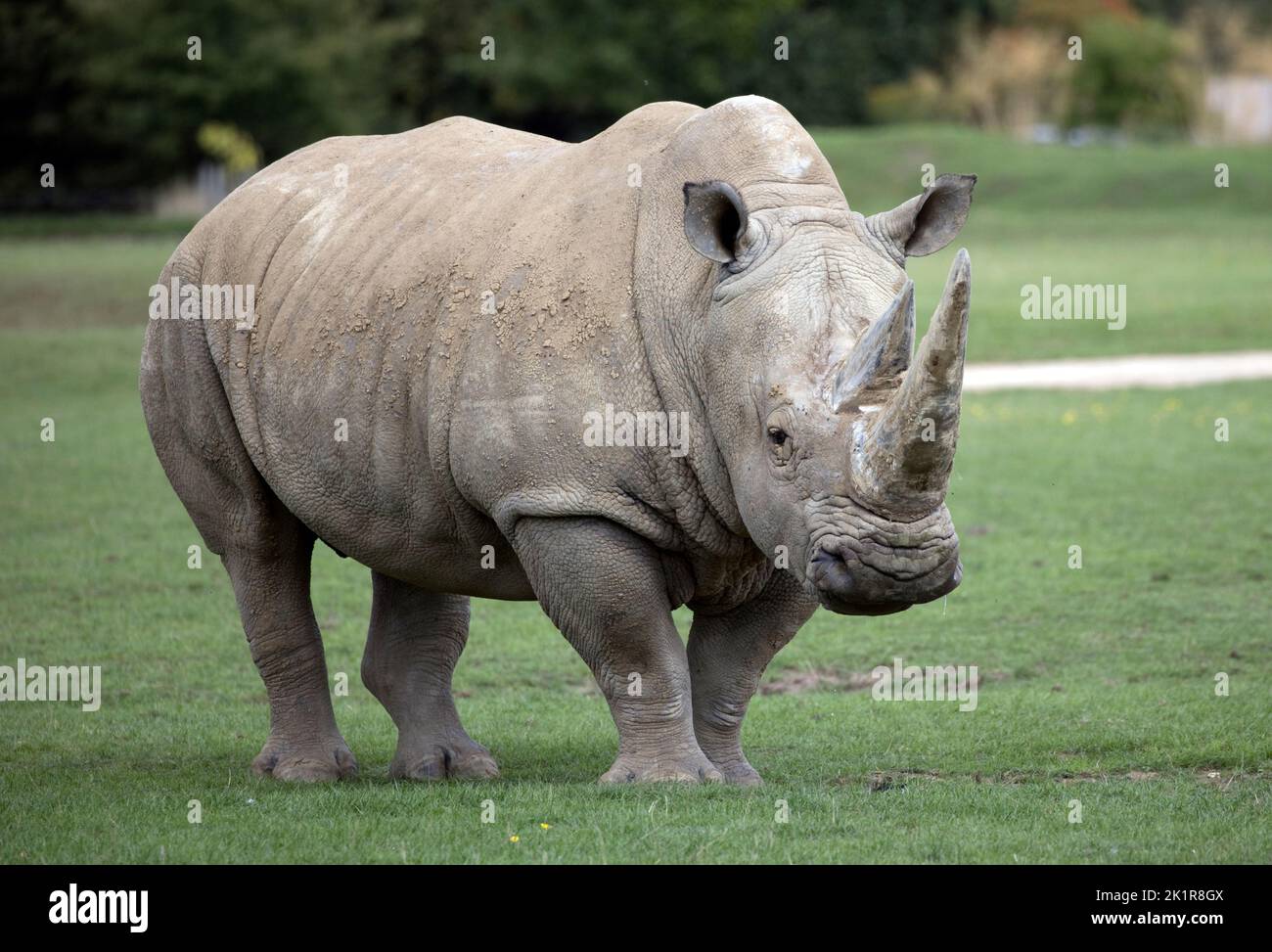 Rinoceronte blanco del sur Ceratotherium simum Cotswold Wildflie Park, Burford, Reino Unido Foto de stock