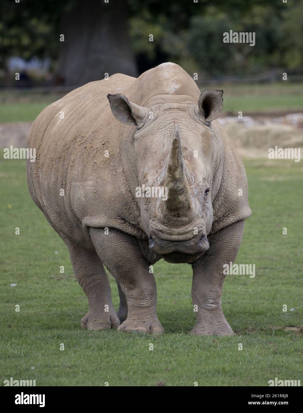 Rinoceronte blanco del sur Ceratotherium simum Cotswold Wildflie Park, Burford, Reino Unido Foto de stock