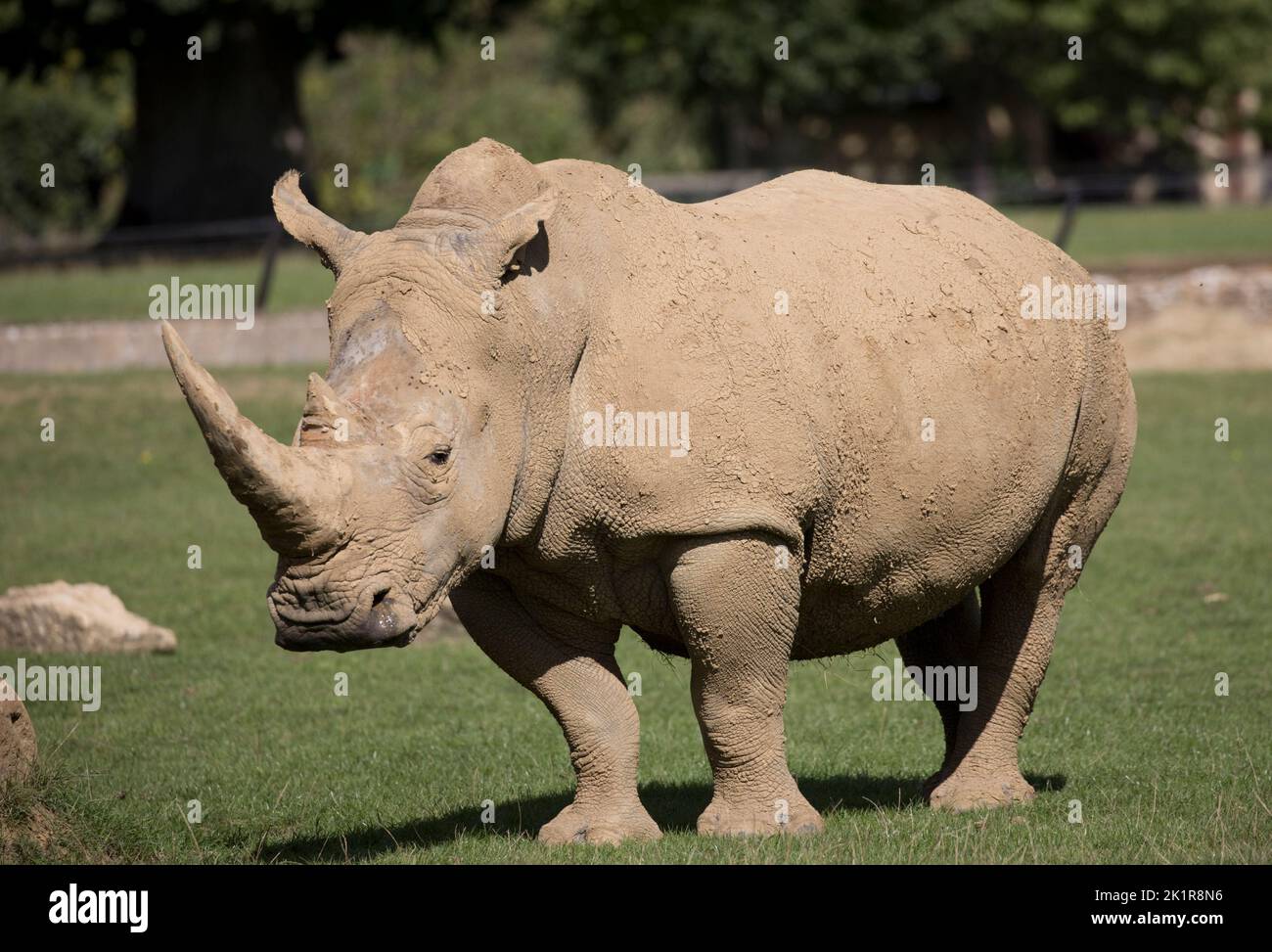 Rinoceronte blanco del sur Ceratotherium simum Cotswold Wildflie Park, Burford, Reino Unido Foto de stock