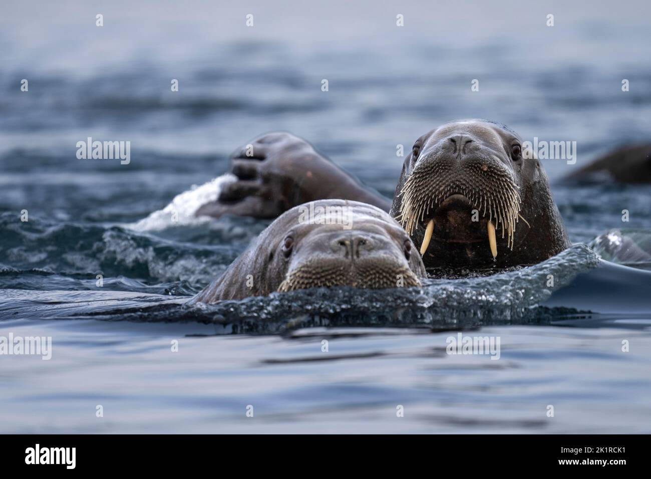 Morsa del Atlántico (Odobenus rosmarus). Este pariente grande y gregario de la foca tiene colmillos que pueden alcanzar un metro de longitud. Tanto el macho (toros) como el Foto de stock