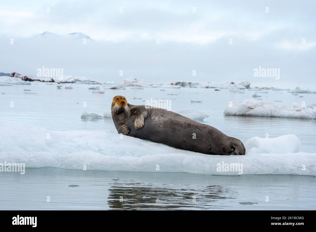 Foca barbuda (Erignathus barbatus) tumbada sobre el hielo Esta foca solitaria prefiere aguas poco profundas cubiertas de hielo. Viaja estacionalmente, a menudo carri Foto de stock