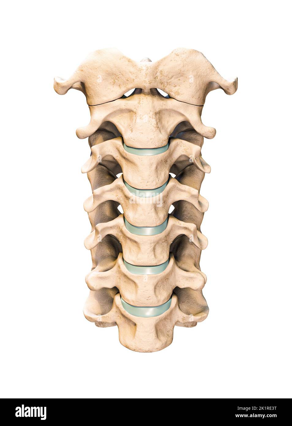 Vista anterior o frontal de las siete vértebras cervicales humanas aisladas sobre fondo blanco 3D ilustración. Anatomía, osteología, medicina en blanco Foto de stock