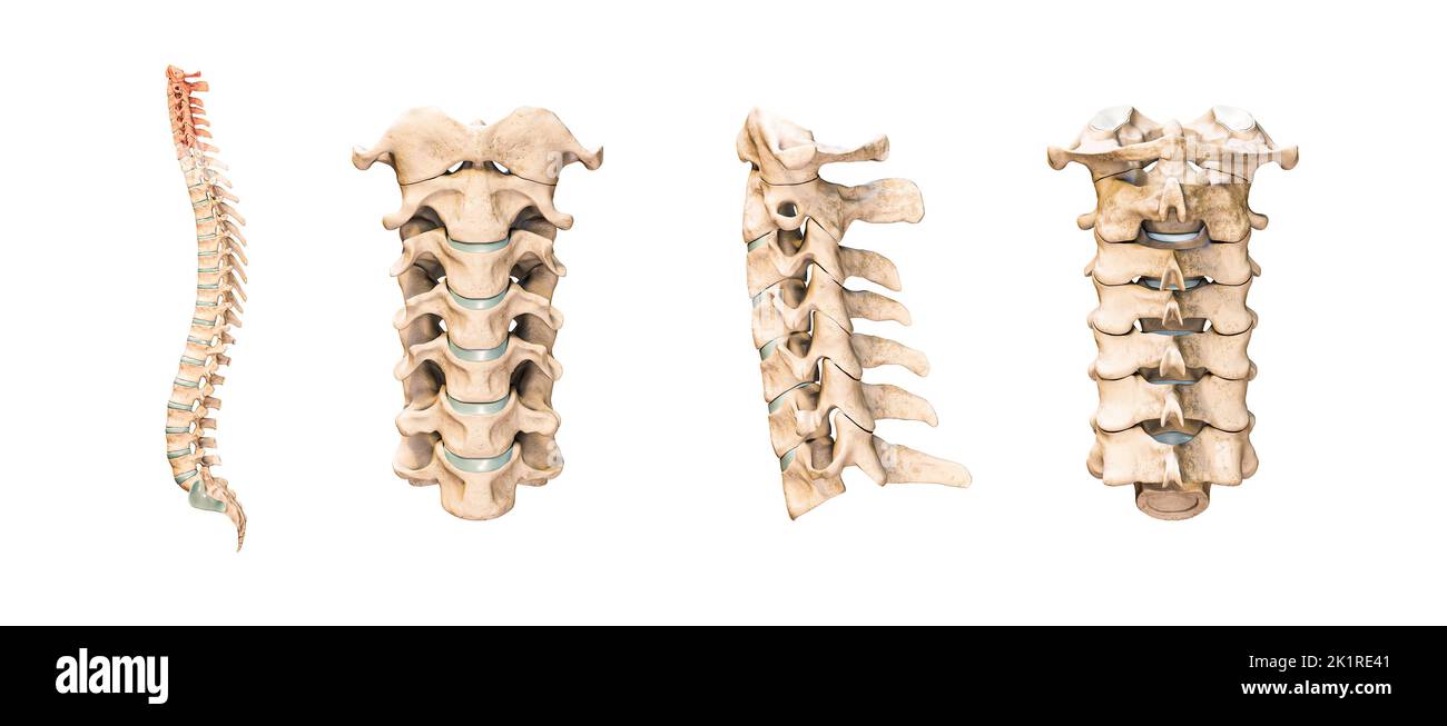 Vértebras cervicales humanas precisas o huesos aislados sobre fondo blanco 3D ilustración de representación. Vistas anterior, lateral y posterior. Anatomía, med Foto de stock