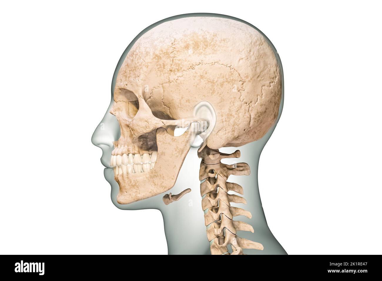 Vista lateral o de perfil de los huesos humanos del cráneo con vértebras cervicales y contornos del cuerpo 3D que muestra la ilustración aislada sobre fondo blanco. Anatomía Foto de stock