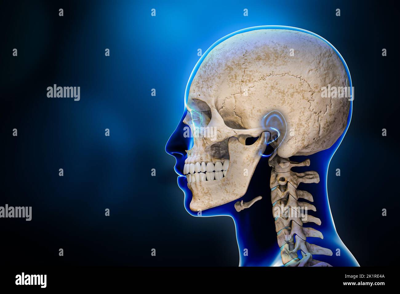 Vista lateral o de perfil de los huesos del cráneo humano con vértebras cervicales y contornos del cuerpo masculino 3D Representación de la ilustración sobre fondo azul. Anatomía, med Foto de stock
